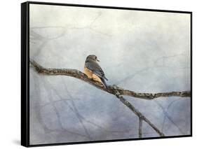 Solitude Bluebird-Jai Johnson-Framed Stretched Canvas