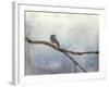 Solitude Bluebird-Jai Johnson-Framed Giclee Print