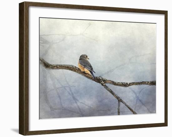 Solitude Bluebird-Jai Johnson-Framed Giclee Print