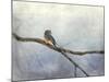 Solitude Bluebird-Jai Johnson-Mounted Giclee Print