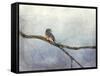 Solitude Bluebird-Jai Johnson-Framed Stretched Canvas