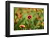 Solitude-John Gusky-Framed Photographic Print