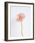 Solo Bloom - Grow-Sarah Hart Morgan-Framed Giclee Print