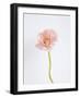 Solo Bloom - Grow-Sarah Hart Morgan-Framed Giclee Print