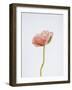 Solo Bloom - Prosper-Sarah Hart Morgan-Framed Giclee Print