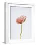 Solo Bloom - Prosper-Sarah Hart Morgan-Framed Giclee Print