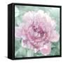 Solo Blush I-Shawna Sullivan-Framed Stretched Canvas