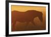 Solo Calm-Staffan Widstrand-Framed Giclee Print