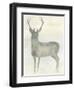 Solo Deer 2-Beverly Dyer-Framed Art Print