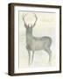 Solo Deer 2-Beverly Dyer-Framed Art Print