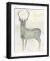 Solo Deer 2-Beverly Dyer-Framed Art Print