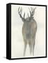 Solo Deer-Beverly Dyer-Framed Stretched Canvas