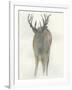 Solo Deer-Beverly Dyer-Framed Art Print