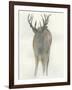 Solo Deer-Beverly Dyer-Framed Art Print