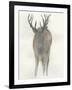 Solo Deer-Beverly Dyer-Framed Art Print