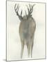 Solo Deer-Beverly Dyer-Mounted Art Print