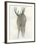 Solo Deer-Beverly Dyer-Framed Art Print