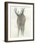 Solo Deer-Beverly Dyer-Framed Art Print