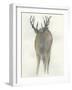 Solo Deer-Beverly Dyer-Framed Art Print