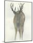 Solo Deer-Beverly Dyer-Mounted Art Print