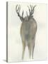 Solo Deer-Beverly Dyer-Stretched Canvas