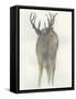 Solo Deer-Beverly Dyer-Framed Stretched Canvas