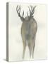Solo Deer-Beverly Dyer-Stretched Canvas