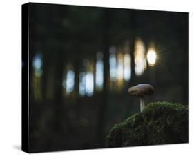 Solo Fungi-Mikael Svensson-Stretched Canvas