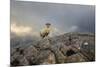 Solo Hike-Matt Roseveare-Mounted Giclee Print