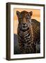 Solo Jaguar-Lantern Press-Framed Art Print