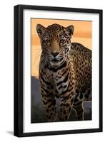 Solo Jaguar-Lantern Press-Framed Art Print