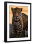 Solo Jaguar-Lantern Press-Framed Art Print