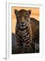 Solo Jaguar-Lantern Press-Framed Art Print