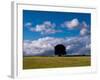 Solo Oak Tree-Charles Bowman-Framed Photographic Print