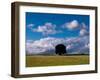 Solo Oak Tree-Charles Bowman-Framed Photographic Print