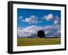 Solo Oak Tree-Charles Bowman-Framed Photographic Print