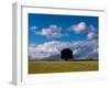 Solo Oak Tree-Charles Bowman-Framed Photographic Print