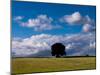 Solo Oak Tree-Charles Bowman-Mounted Photographic Print