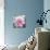 Solo Pink I-Shawna Sullivan-Art Print displayed on a wall