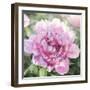 Solo Pink I-Shawna Sullivan-Framed Art Print