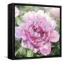 Solo Pink I-Shawna Sullivan-Framed Stretched Canvas