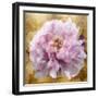 Solo Pink on Gold II-Shawna Sullivan-Framed Art Print