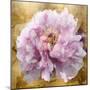Solo Pink on Gold II-Shawna Sullivan-Mounted Art Print