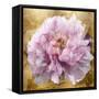 Solo Pink on Gold II-Shawna Sullivan-Framed Stretched Canvas