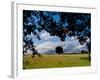 Solo Tree Framed-Charles Bowman-Framed Photographic Print