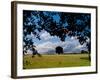 Solo Tree Framed-Charles Bowman-Framed Photographic Print