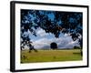 Solo Tree Framed-Charles Bowman-Framed Photographic Print