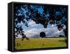Solo Tree Framed-Charles Bowman-Framed Stretched Canvas