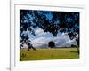 Solo Tree Framed-Charles Bowman-Framed Photographic Print