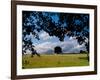 Solo Tree Framed-Charles Bowman-Framed Photographic Print